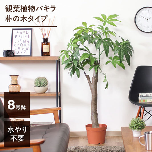 【高さ150cm】人工観葉植物 パキラ 朴の木タイプ