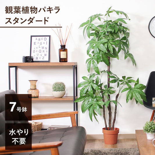 【高さ172cm】人工観葉植物 パキラ スタンダード