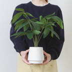 Fake Green Pachira in Ceramic Pot