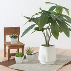 Fake Green Pachira in Ceramic Pot