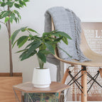 Fake Green Pachira in Ceramic Pot