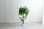 【高さ120cm】光触媒人工観葉植物 ベンジャミン